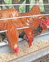 Industry players debate call to extend tariff rebates for imported chicken