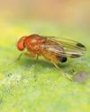 New fruit fly species detected in South Africa