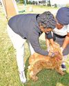 Western Cape pet owners urged to vaccinate dogs and cats against rabies