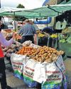 Concerns arise over potential Irish potato shortage