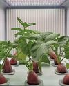 South Korean company leveraging AI-driven smart farming tech