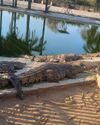 Crocodile farming: the importance of adapting to climate change