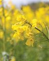 Oilseeds: vital for crop rotation