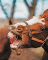 Equine dentistry: is 'bit seating' really necessary for all horses?