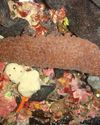 Illegal fishing in Australia reveals market gap for farmed sea cucumber