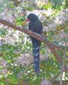 Rallying to the cackle of this raucous bird