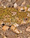 Cederberg frog discovery of 'extreme importance'