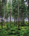 Protecting the world's forests