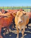 How to manage heat stress in cattle