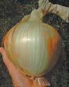 The intricacies of growing onions