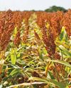 Maltabella discontinuation highlights impact of VAT on SA's sorghum industry