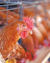 Czech Republic leads charge to ban EU poultry cage farming