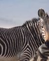 Cape mountain zebra conservation efforts praised