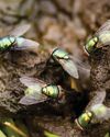 Fly outbreak a concern for livestock producers in Gauteng