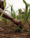 Industrial-scale farming is flawed: what ecologically friendly farming practices could look like in Africa