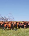 The genetically unique Senepol: ideal for beef production in Southern Africa