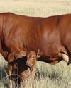 How the Bonsmara changed the trajectory of beef cattle breeding in SA and beyond