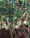 Challenges to overcome when direct seeding onions.