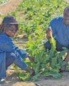 ARC donates zeolite-trial vegetables to community