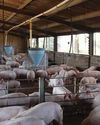 Spanish court sets precedent in ruling on 'industrial livestock harm'10