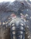 Sweet itch in horses: what is it and how can it be controlled?30