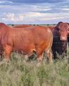 Thinking of farming Afrikaners? Here's what you should know24