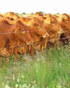Afrikaner - a hardy breed making its mark in feedlots25