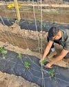 Evaluating the efficacy of plant-enhancing products in seed production13