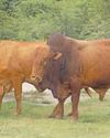 The modern Afrikaner breed is a formidable contender in SA23