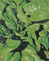 Spinach by another name2