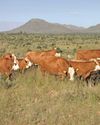Disease management and control starts at the farm gate Farmer's Weekly
