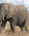 Rural communities prefer other income streams above trophy hunting Farmer's Weekly