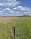High-density grazing on semi-arid grassland scrutinised Farmer's Weekly