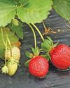 Bee-Tech launches South Africa's first commercial bio-pesticide dispensers10