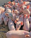 Optimal swine nutrition: don't feed more, but feed better19