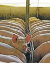 Pig welfare in South Africa: balancing ethics and economics20