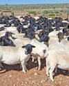 Dorper veld rams that can adapt to any situation26