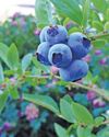 How US tariffs impact the SA blueberry industry13