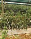 Powdery mildew can be devastating to capsicums30