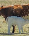 Resistance to internal and external parasite control in the beef cattle sector is a worry16
