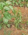 Phytophthora can be deadly for capsicums26