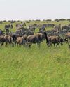 In search of the ultimate grazing strategy: Part 229