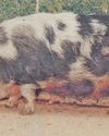 Kolbroek - the unique local pig breed2