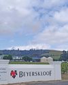 Rooted in pride: how South Africans turned Pinotage into red gold25