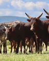 Ankole's huge potential in SA beef production22