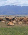 The 'Golden Girls' are driving dairy profits The 'Golden Girls' are driving dairy profits22