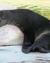 Stay away from Cape fur seals this Christmas! Stay away from Cape fur seals this Christmas!1