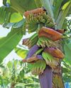 Smart management to revive old banana plantations Smart management to revive old banana plantations26