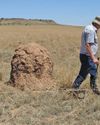 How to manage grazing effectively in South Africa27