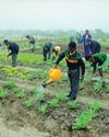 Farmer's Weekly